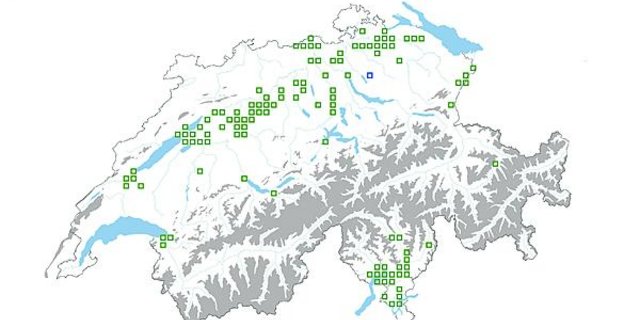 Fundstellen von Erdmandelgras in der Schweiz: Tessin, Rheintal und Mittelland sind die Schwerpunkte. (Grafik Info Flora / Geostat / Swisstopo)