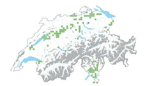Fundstellen von Erdmandelgras in der Schweiz: Tessin, Rheintal und Mittelland sind die Schwerpunkte. (Grafik Info Flora / Geostat / Swisstopo)