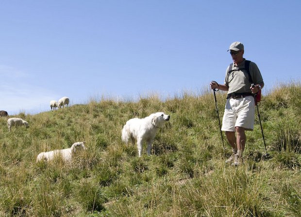 Wanderer müssen informiert werden, wie sie sich bei einer Begegnung mit Herdenschutzhunden oder beim Überqueren einer Mutterkuh-Weide verhalten sollten. Aber auch andere Massnhamen helfen, Zwischenfälle zu vermeiden. (Bild Agridea)