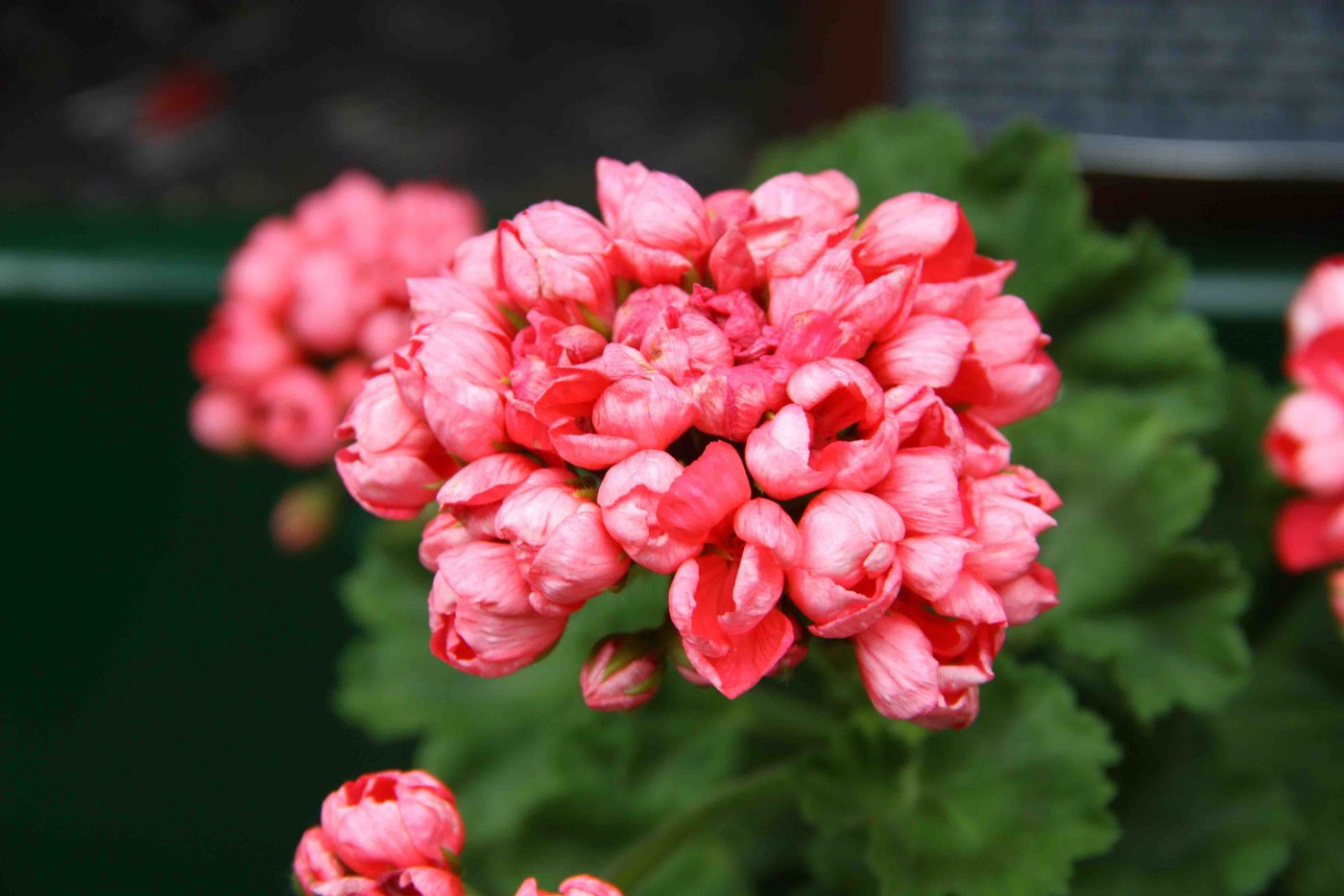 "Patricia Andrea" ist eine Tulpengeranie, deren Blüten sich nicht vollständig öffnen. 