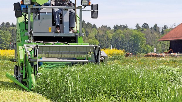 Agroscope testet laufend Futterpflanzen-Sorten und entwickelt standortangepasste Mischungen für den Schweizer Futterbau. Bild: Agroscope