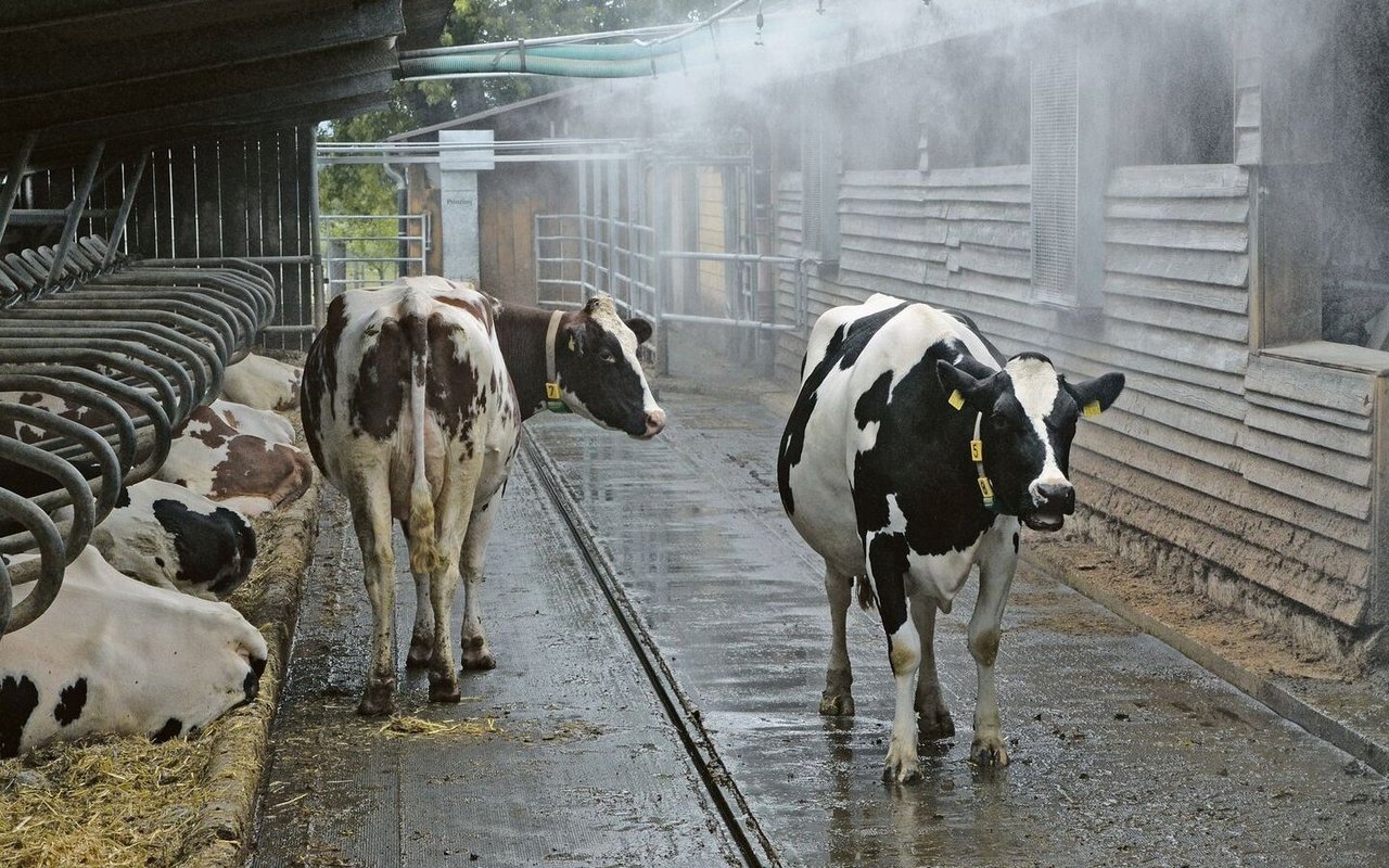 Bei den einheimischen Rassen können Sprinkleranlagen für Abkühlung an heissen Tagen sorgen und den Hitzestress reduzieren.