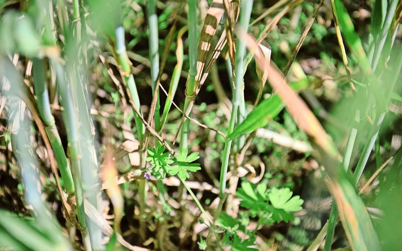 Ohne Herbizid ist das Getreidefeld kaum ganz «sauber». Schadloses Beikraut ist aber ein Gewinn für die Biodiversität.