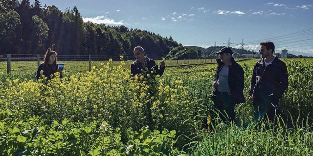 Strickhofberater Hanspeter Hug zeigt den Teilnehmern Gelbsenf, der sich gut als Einzelkomponente für Spätsaaten eignet. Er passt aber nicht in eine Fruchtfolge mit Raps.