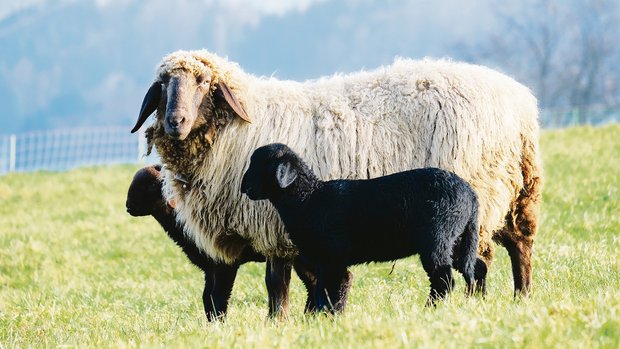 Lammfleisch in der Schweiz wäre gesucht. Zwei Drittel vom Konsum muss immer noch importiert werden.(Bild zVg)