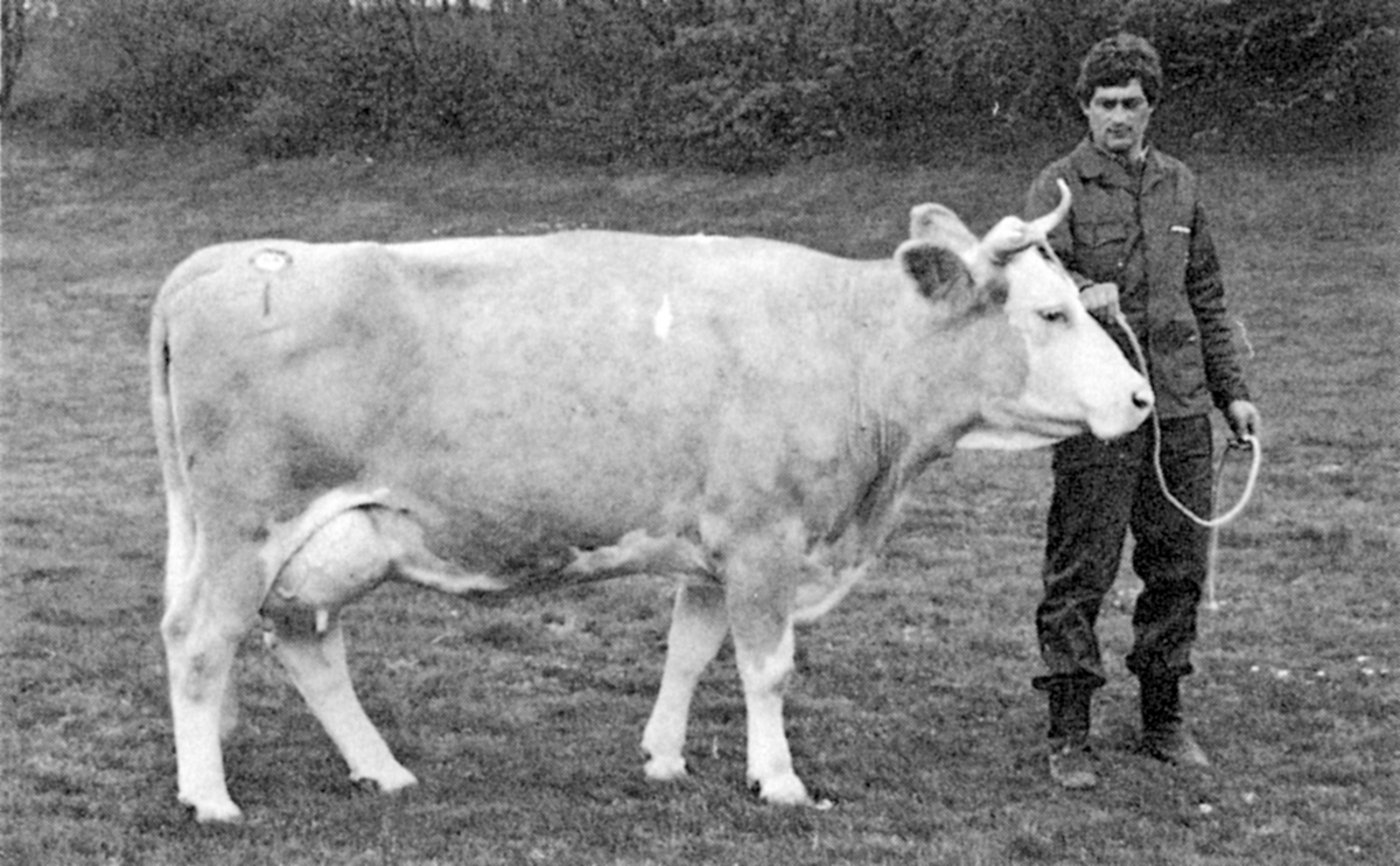 Sie holte 1985 an der ersten Bernischen Eliteschau den Schöneutersieg: Die Zimbo-Tochter Furka von Werner Knöri aus Boltigen im Simmental. An der Halfter Ueli Berger aus Aeschi b. Spiez.