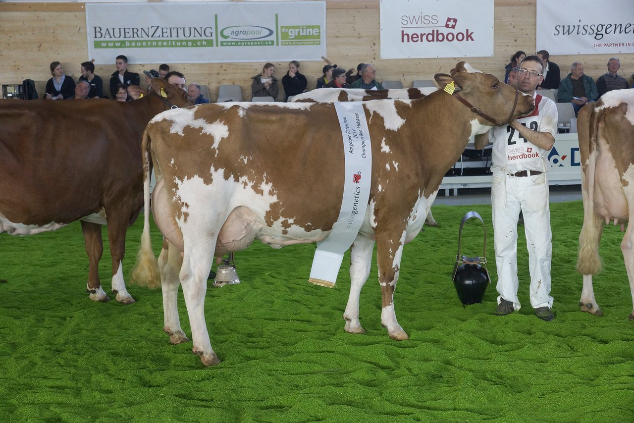 Red Holstein Champion und Schöneutersiegerin Sirene
