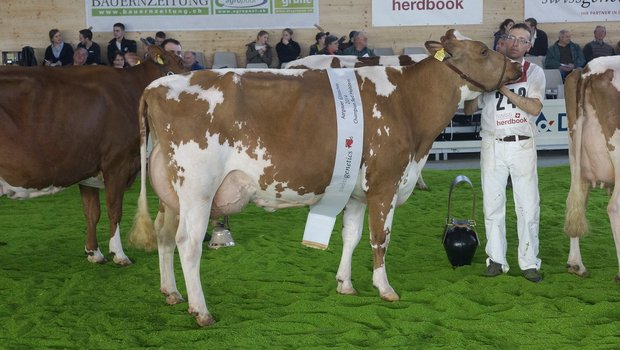 Red Holstein Champion und Schöneutersiegerin Sirene