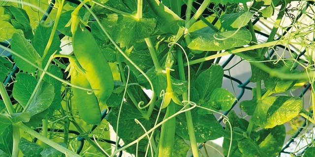 Nahaufnahme von Erbsenschoten an der Pflanze.