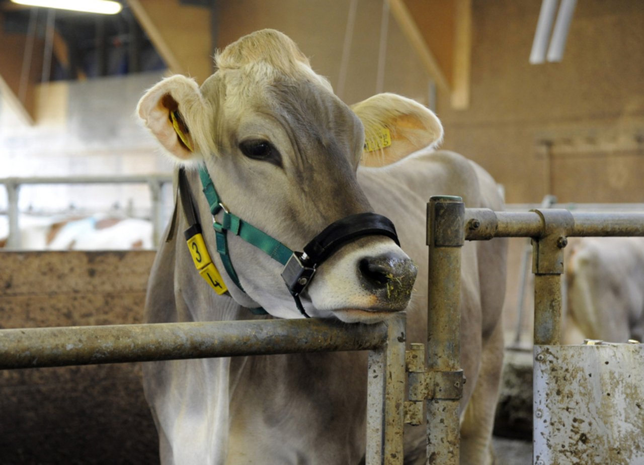 „Rumiwatch“ registriert die Wiederkau- und Fressaktivität bei Kühen. (Bilder Agroscope)