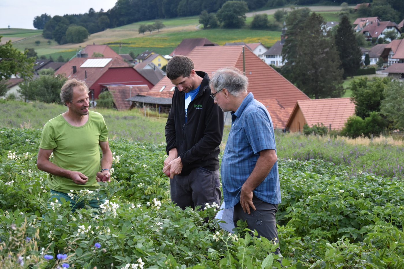 Der Sortenversuch von Terra Viva untersucht 30 Sorten. (Bild Bauernzeitung/Sera Jane Hostettler)