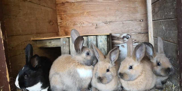 Mit unserem Listicle punkten Sie an Ostern mit einer Extraportion Wissen zu den Langohren. Machen Sie zudem bei unserem Wettbewerb auf der Suche nach echten Osterhasen mit (Bild: BauZ/Simone Barth).