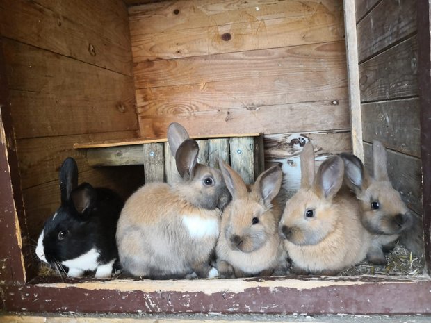 Da kriegst du lange Ohren: 15 wissenswerte Fakten zu Hasen und Kaninchen Mit unserem Listicle punkten Sie an Ostern mit einer Extraportion Wissen zu den Langohren. Machen Sie zudem bei unserem Wettbewerb auf der Suche nach echten Osterhasen mit (Bild: BauZ/Simone Barth).