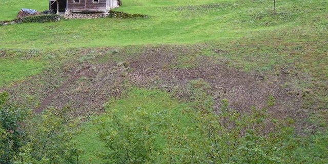 Engerlinge können Wiesen erheblich schädigen. (Bild Kanton Uri/zVg)