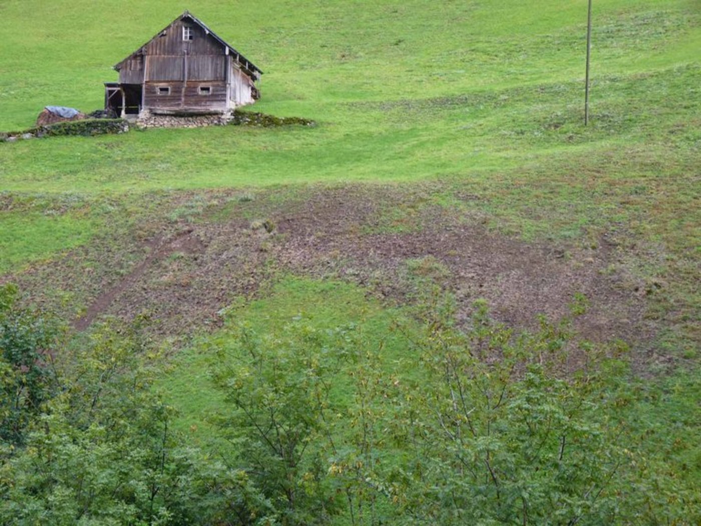 Engerlinge können Wiesen erheblich schädigen. (Bild Kanton Uri/zVg)