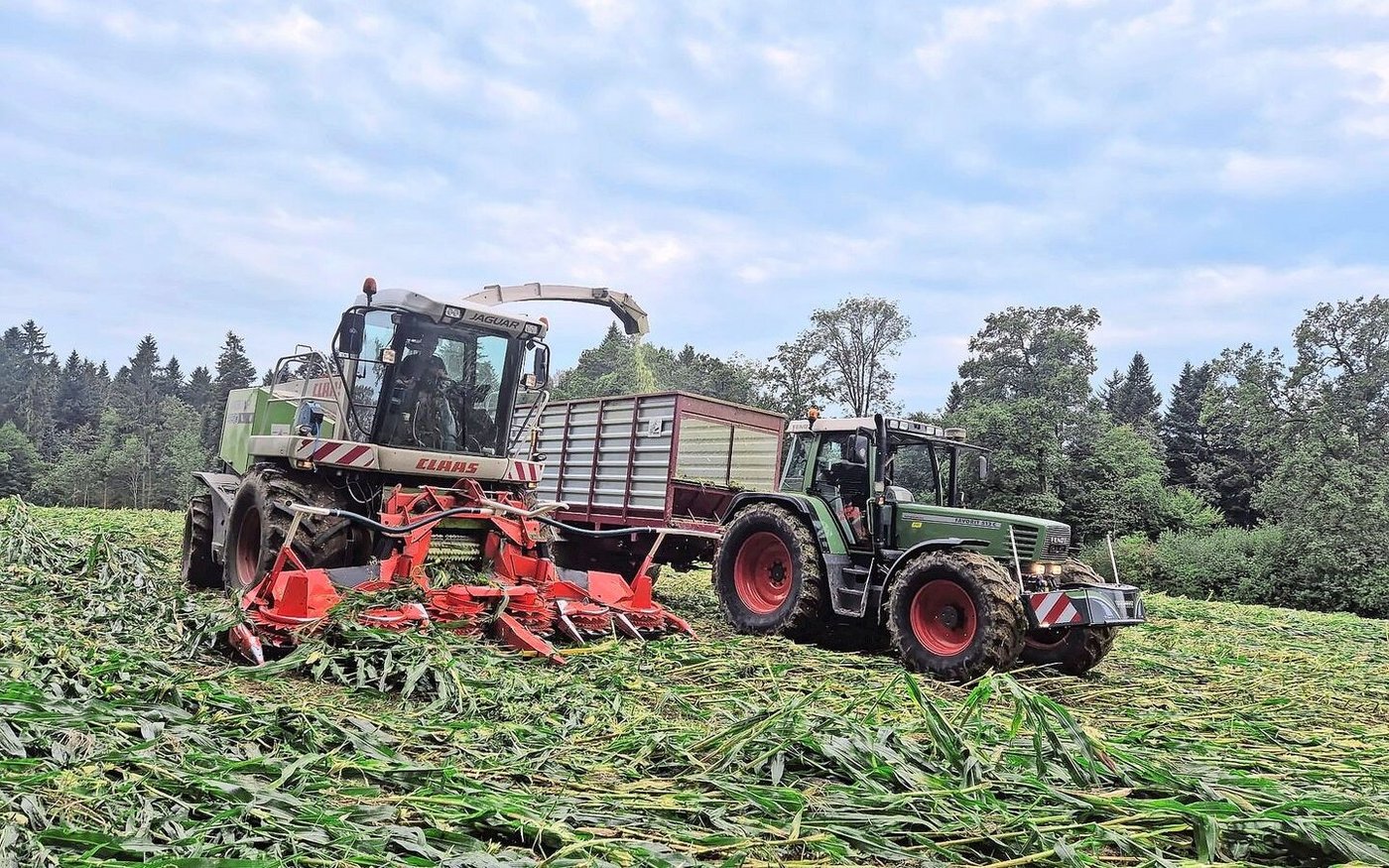 Vom Sturm betroffene Maisfelder im Gebiet Hagendorn – Cham präsentierten sich teilweise, als ob sie niedergewalzt worden wären.
