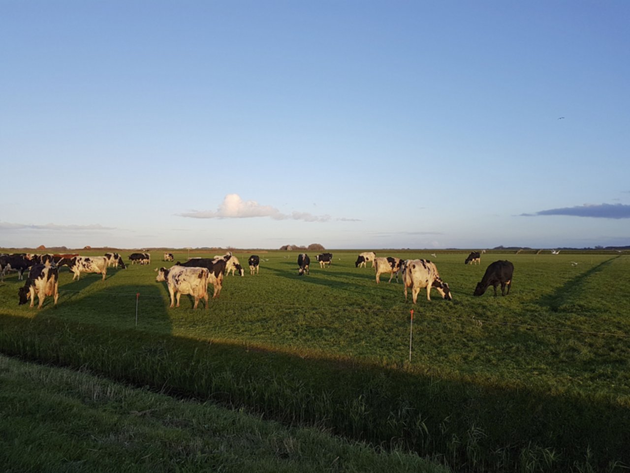 Diese niederländischen Kühe geniessen die Weide. Gesetzliche Vorschriften zu ihrer Haltung kennen die Niederlande jedoch nicht. (ji)
