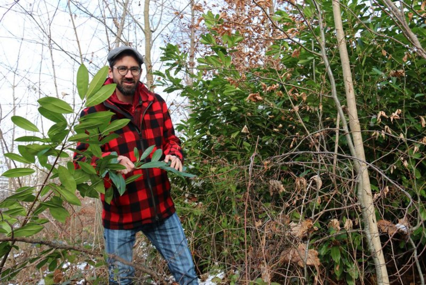 Während den winterlichen Spaziergängen entdeckt man heutzutage immer mehr immergrüne Neophyten im Unterwuchs. «Der Kirschlorbeer verdrängt mit seinem dichten Blätterwerk jeglichen Unterwuchs und behindert im Wald die natürliche Verjüngung der Bäume und eine artenreiche Krautschicht», erklärt Urs Kamm. (Bild bhk