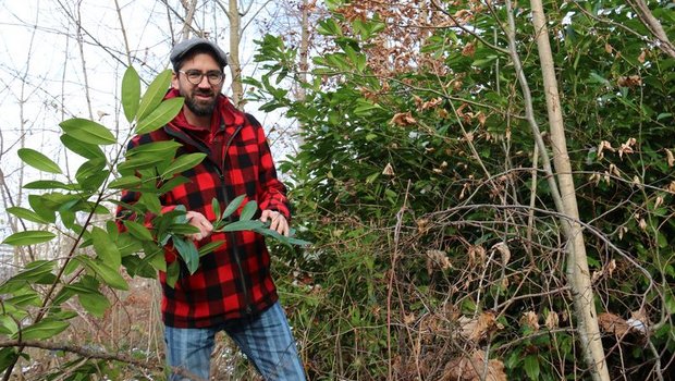 Während den winterlichen Spaziergängen entdeckt man heutzutage immer mehr immergrüne Neophyten im Unterwuchs. «Der Kirschlorbeer verdrängt mit seinem dichten Blätterwerk jeglichen Unterwuchs und behindert im Wald die natürliche Verjüngung der Bäume und eine artenreiche Krautschicht», erklärt Urs Kamm. (Bild bhk