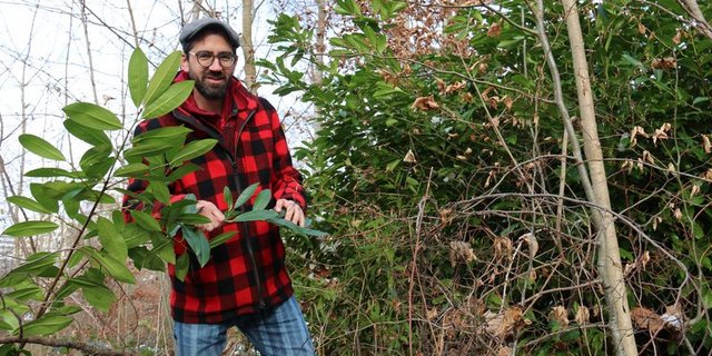 Während den winterlichen Spaziergängen entdeckt man heutzutage immer mehr immergrüne Neophyten im Unterwuchs. «Der Kirschlorbeer verdrängt mit seinem dichten Blätterwerk jeglichen Unterwuchs und behindert im Wald die natürliche Verjüngung der Bäume und eine artenreiche Krautschicht», erklärt Urs Kamm. (Bild bhk