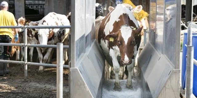 Das Klauenbad hilft die Situation unter Kontrolle zu bringen.