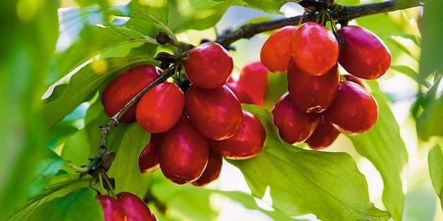 Wildobst: Kornelkirsche. 