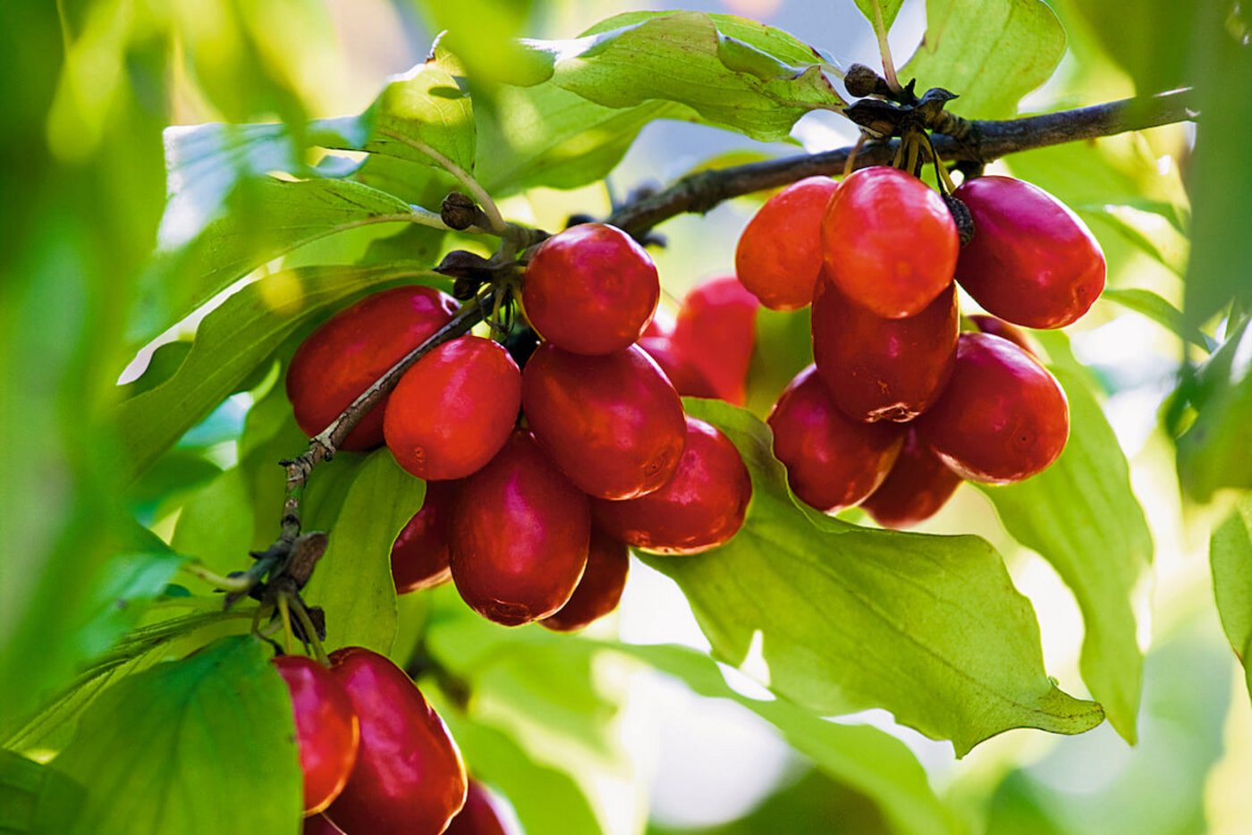 Wildobst: Kornelkirsche. 