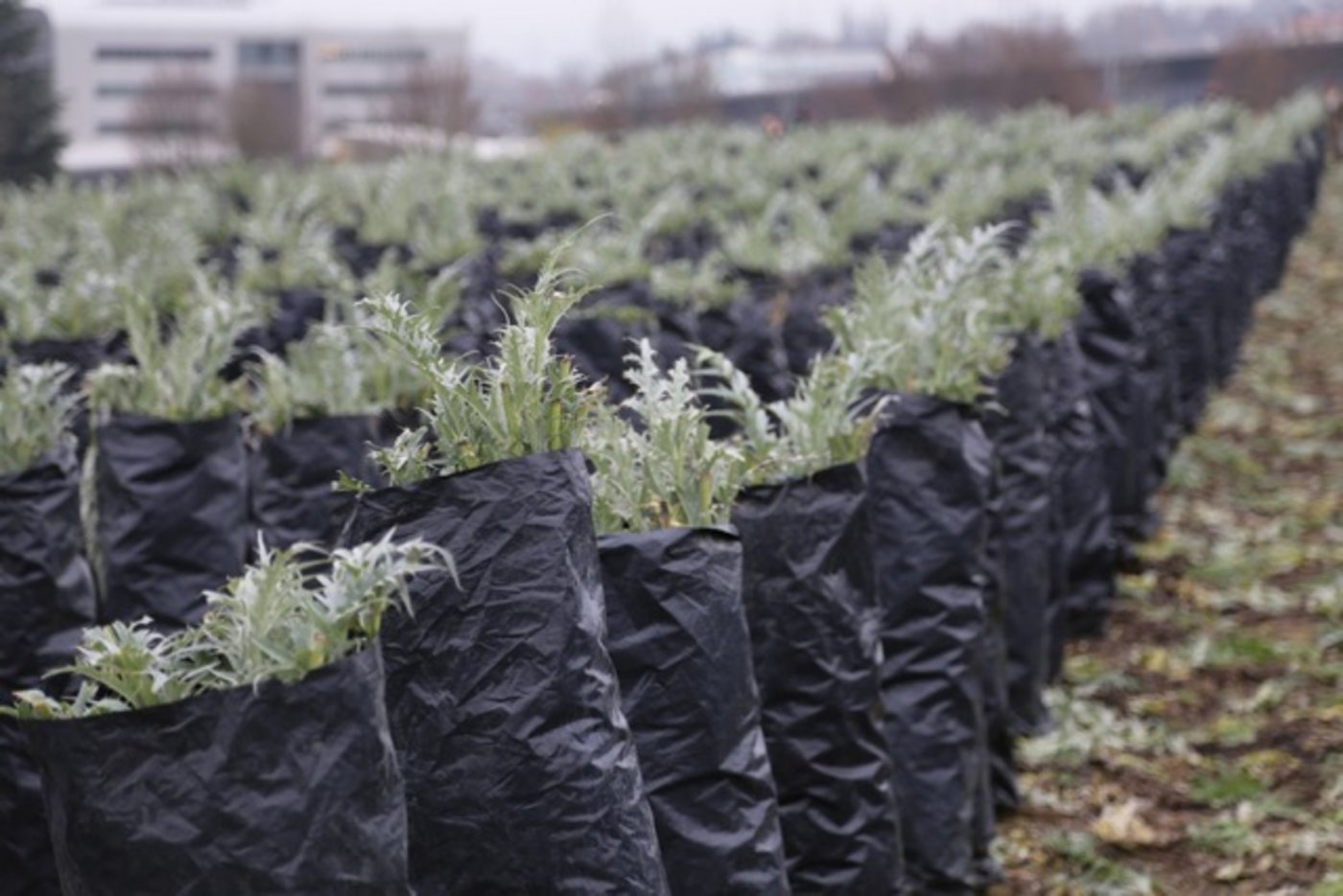 Die mit der Distel und der Artischocke verwandte Pflanze stammt ursprünglich wahrscheinlich aus Äthiopien. (Bilder lid)