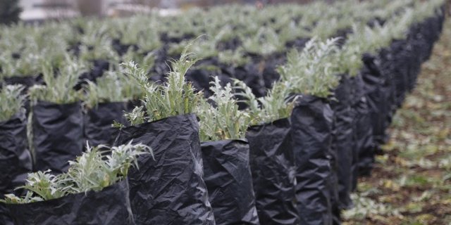 Die mit der Distel und der Artischocke verwandte Pflanze stammt ursprünglich wahrscheinlich aus Äthiopien. (Bilder lid)