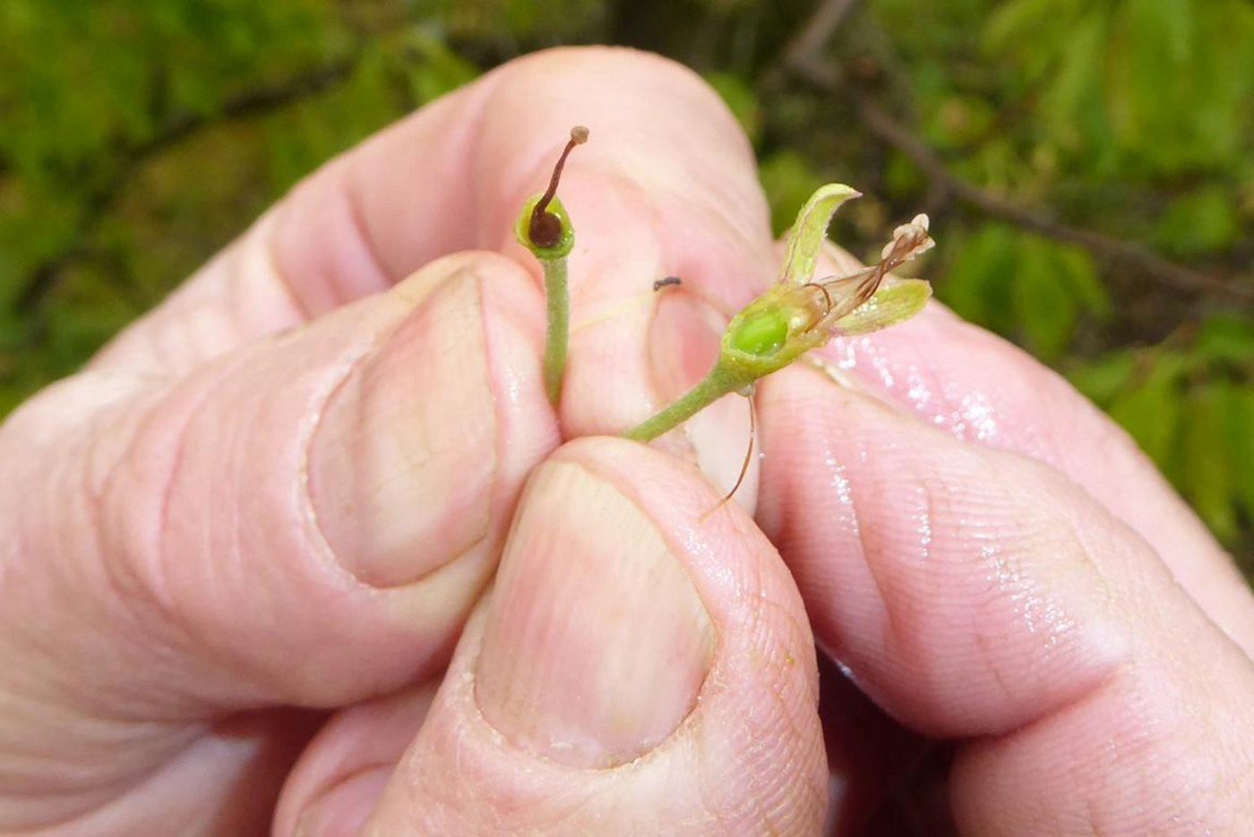 Ein Vergleich der Zwetschgen zeigt den Unterschied. Einige verwelkte Blüten haben im Zentrum kleine grüne Früchtchen (rechts), andere sind schwarz (links) und sterben ab. (Bild Andreas Walker)