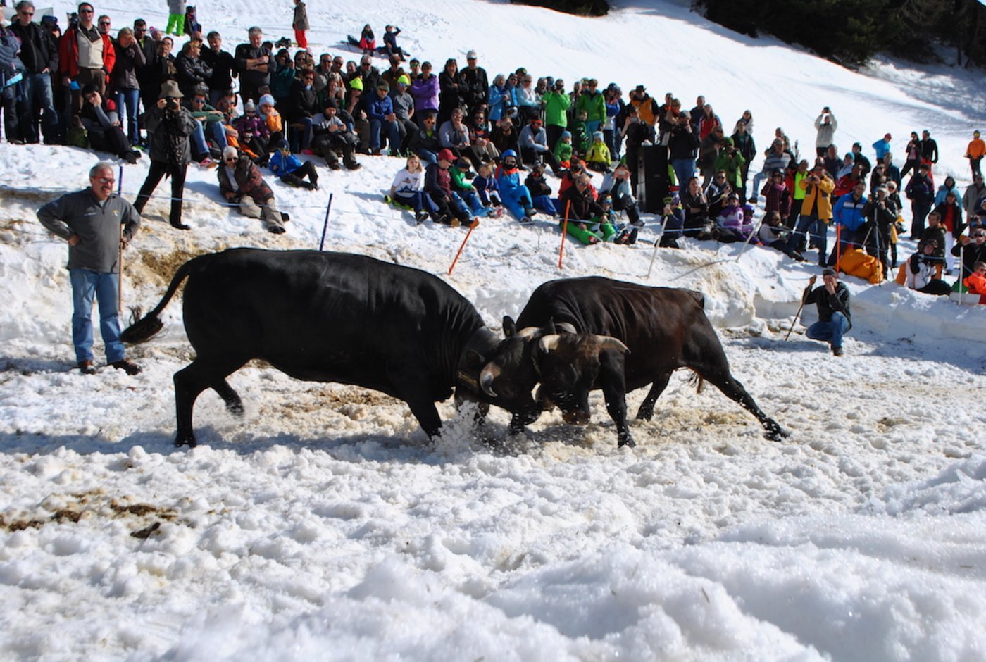 In der Schneelandschaft wird der Kampf zum Spektakel. 