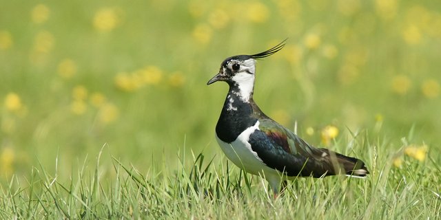 Noch vor wenigen Jahren drohte der Bodenbrüter im Kanton Schwyz auszusterben. (Bild Pixabay)