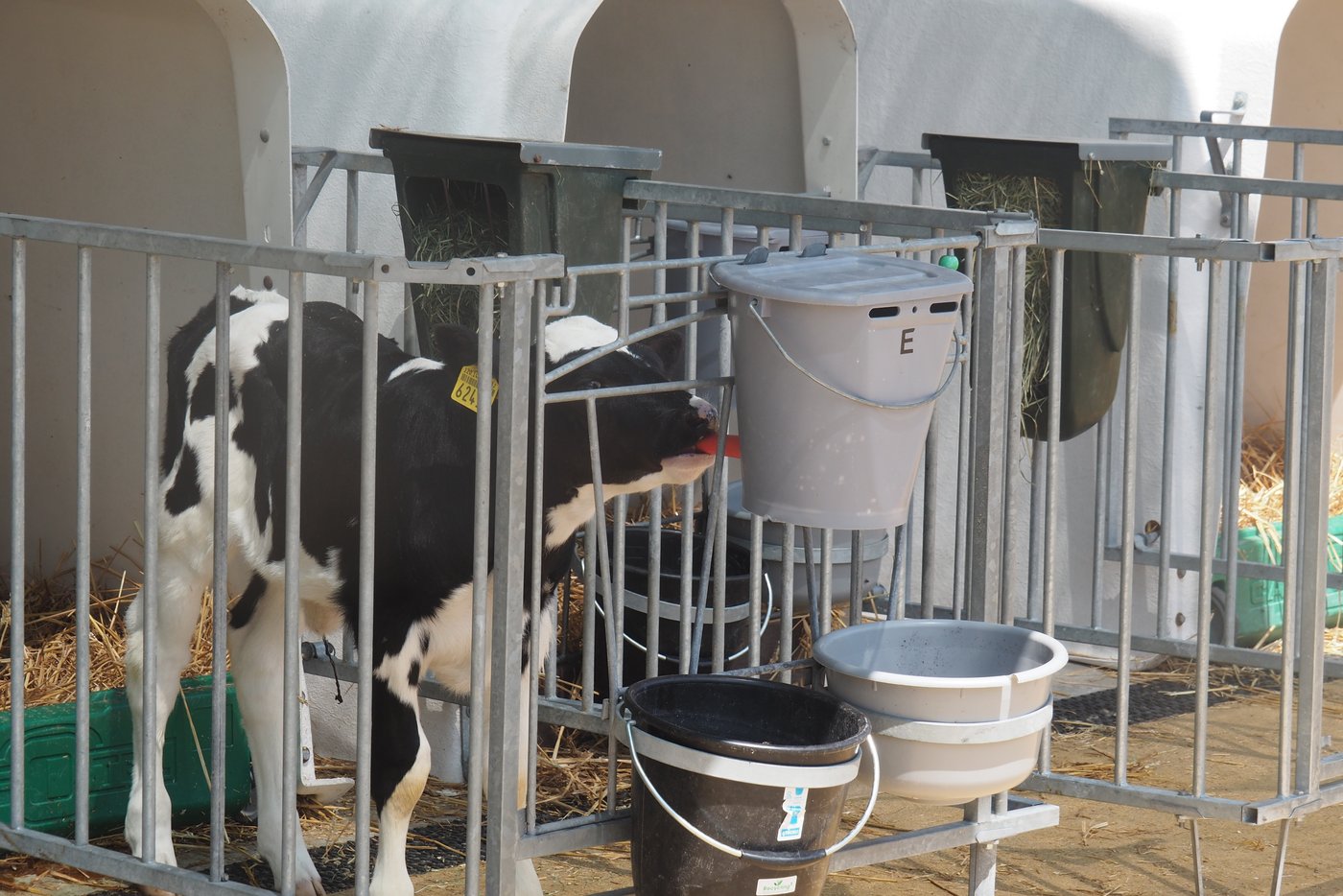 Ad libitum-Tränke: Bei den Kälbern kommt dieses System an.