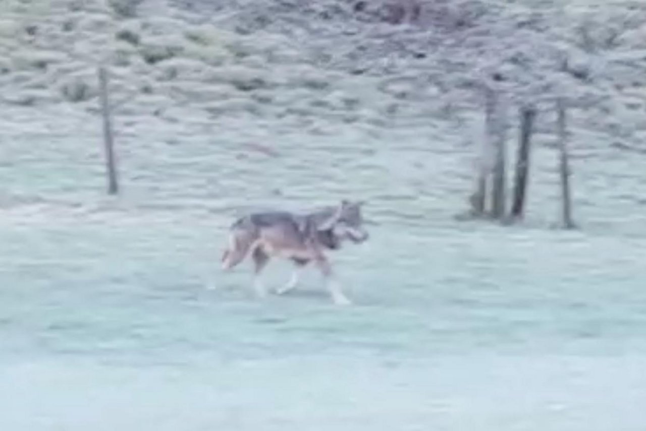 In Eggiwil BE geht der Wolf um. (Bild Videoscreen)