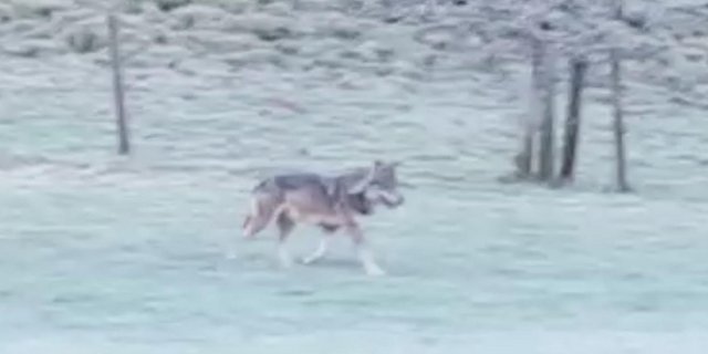 In Eggiwil BE geht der Wolf um. (Bild Videoscreen)