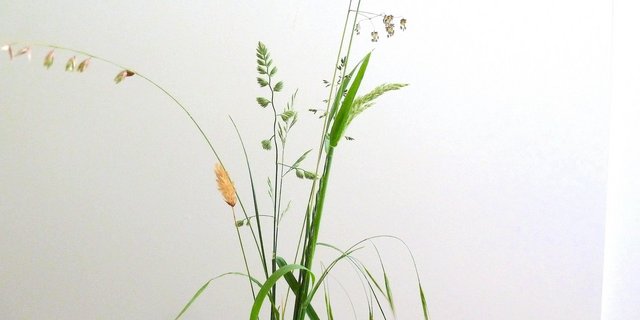 Wenn man die Gräser in diesem Strauss vergleicht, sind die Unterschiede offensichtlich. Ohne die Blütenstände wird die Bestimmung schwieriger, aber nicht unmöglich. (Bild jsc)