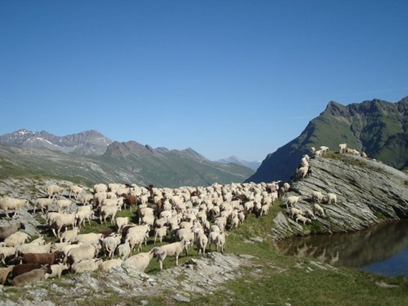Um Schafe behirten zu können, fehlt meistens das Geld. (Bild lid)