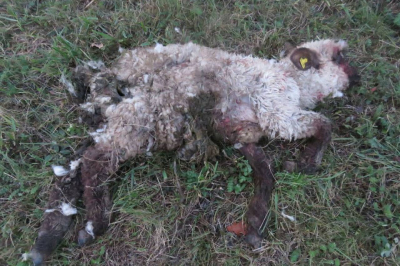 Eines der gerissenen Schafe. (Bild: Kantonspolizei Aargau)