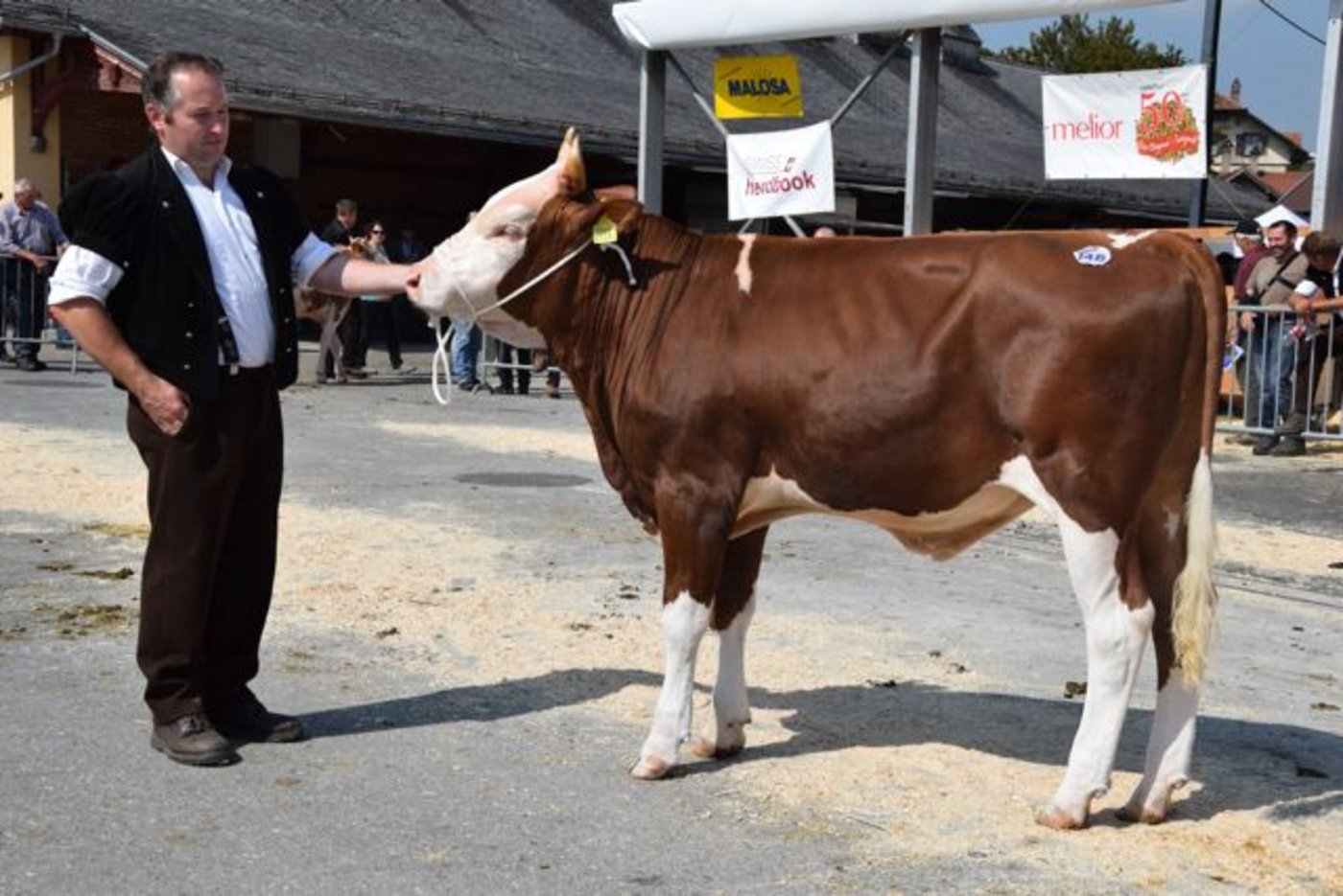 Mister Stierkalb Swiss Fleckvieh:  Odyssey Dollar, Beat Haldimann, Signau BE. 