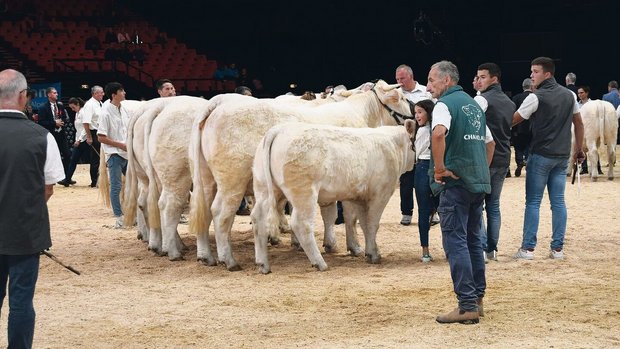 Die 31. Ausgabe des Die 31. Ausgabe des Sommet de l’Élevage war der Fleischrasse Charolais gewidmet.
