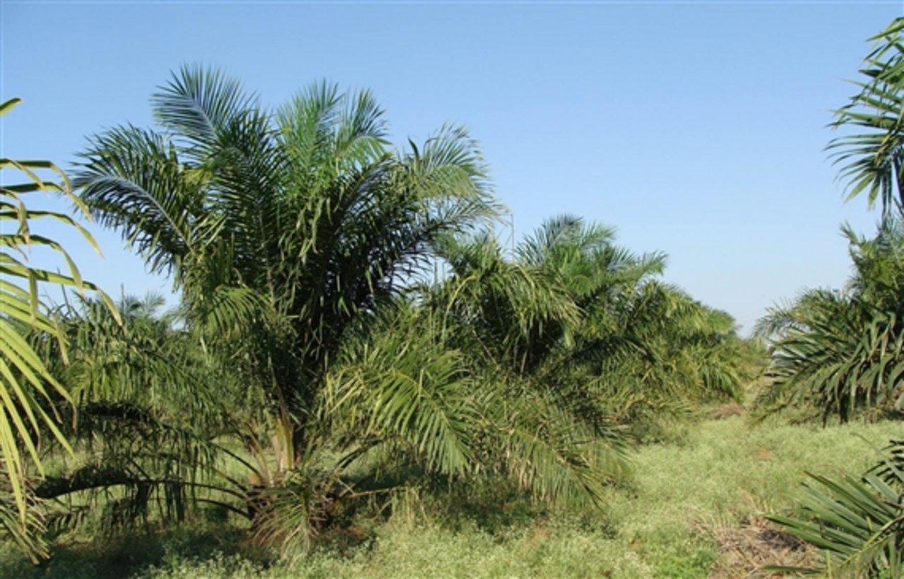 Trotz schlechtem Ruf: Palmöl wird in vielen Kosmetikprodukten, Backwaren und Lebensmitteln verwendet. Die Importe haben in den letzten Jahren stark zugenommen. (Bild pd)