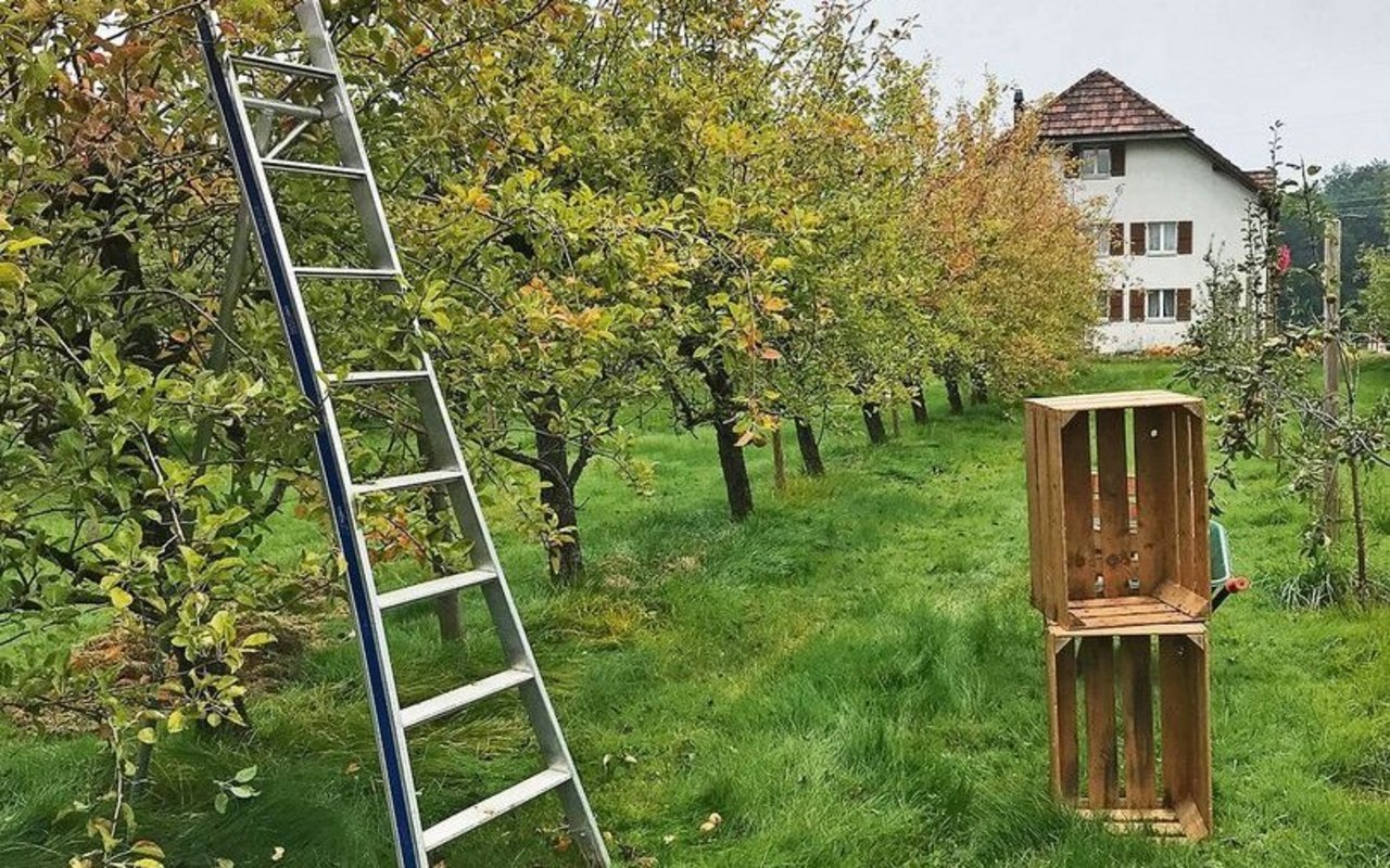 Die Büschelibirnen müssen sehr sorgfältig und samt Stiel geerntet werden. 