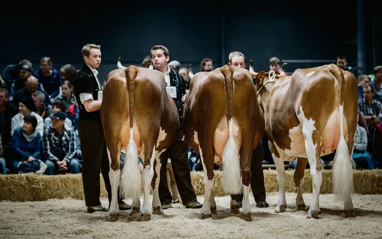 Die weltmeisterliche Gruppe Swiss Fleckvieh von Familie Jakob Reichen aus Boltigen mit Zoro-Soraya, Zoro-Ramona und Maicefloc-Priska gewann den Züchtercup.