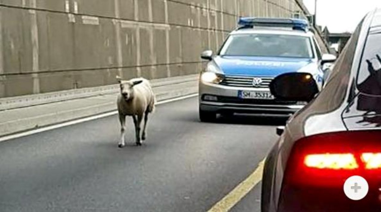 Wie das Schaf auf die Strasse geriet, ist noch unklar. (Screenshot shz.de)