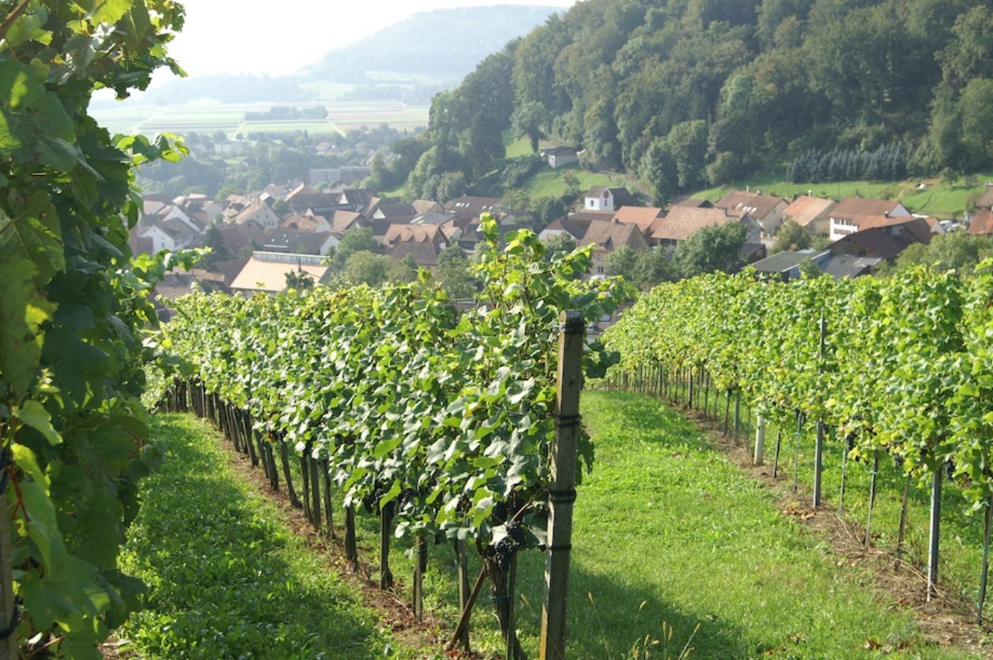 Rebberg in Villigen: Hier wächst der Besserstein Wein, der in der Kategorie Müller-Thurgau zum Staatswein erkoren wurde. (Bild rae)