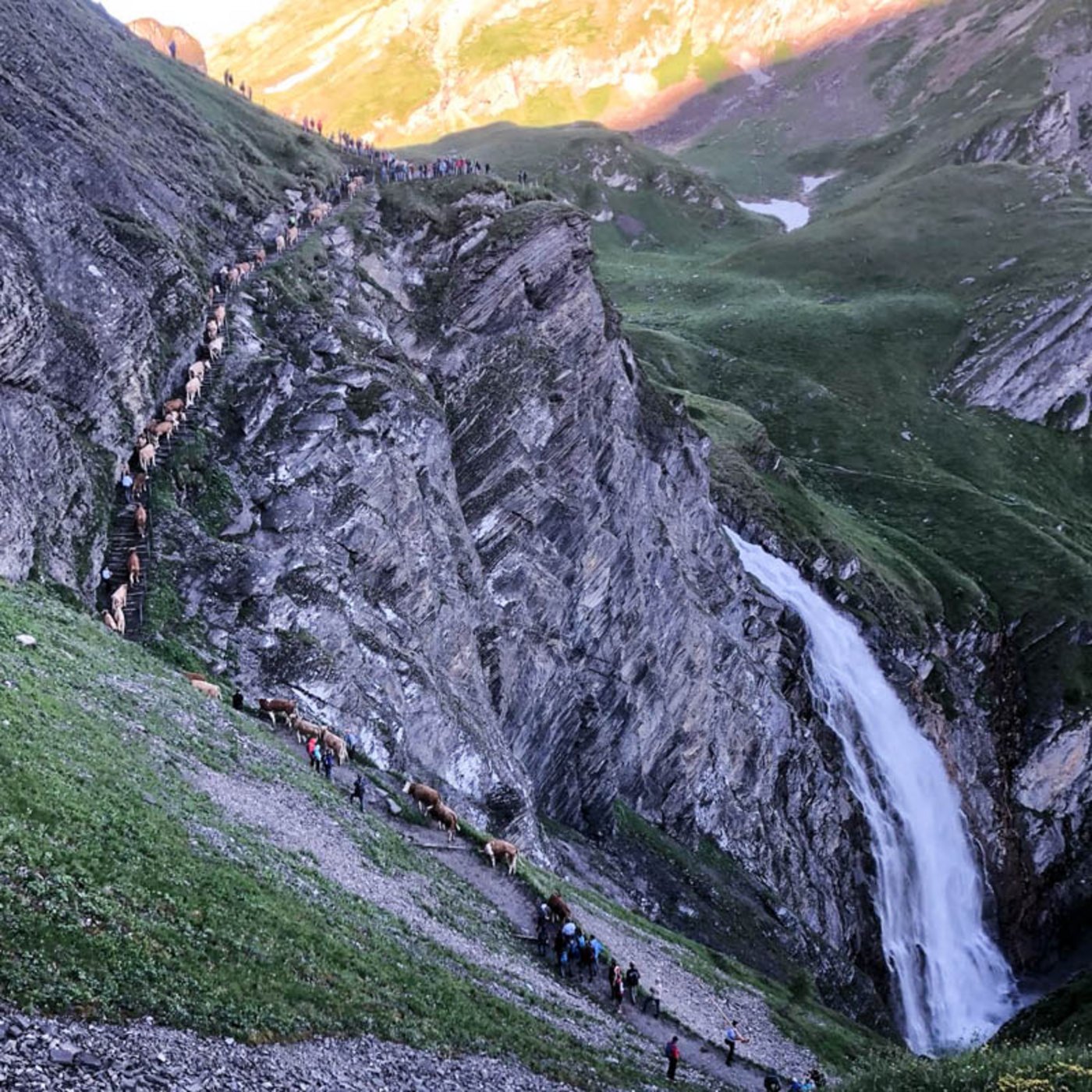 Wer dabei sein will, muss allerdings früh aus den Federn: die Tiere werden bereits in den frühen Morgenstunden zusammengetrieben.