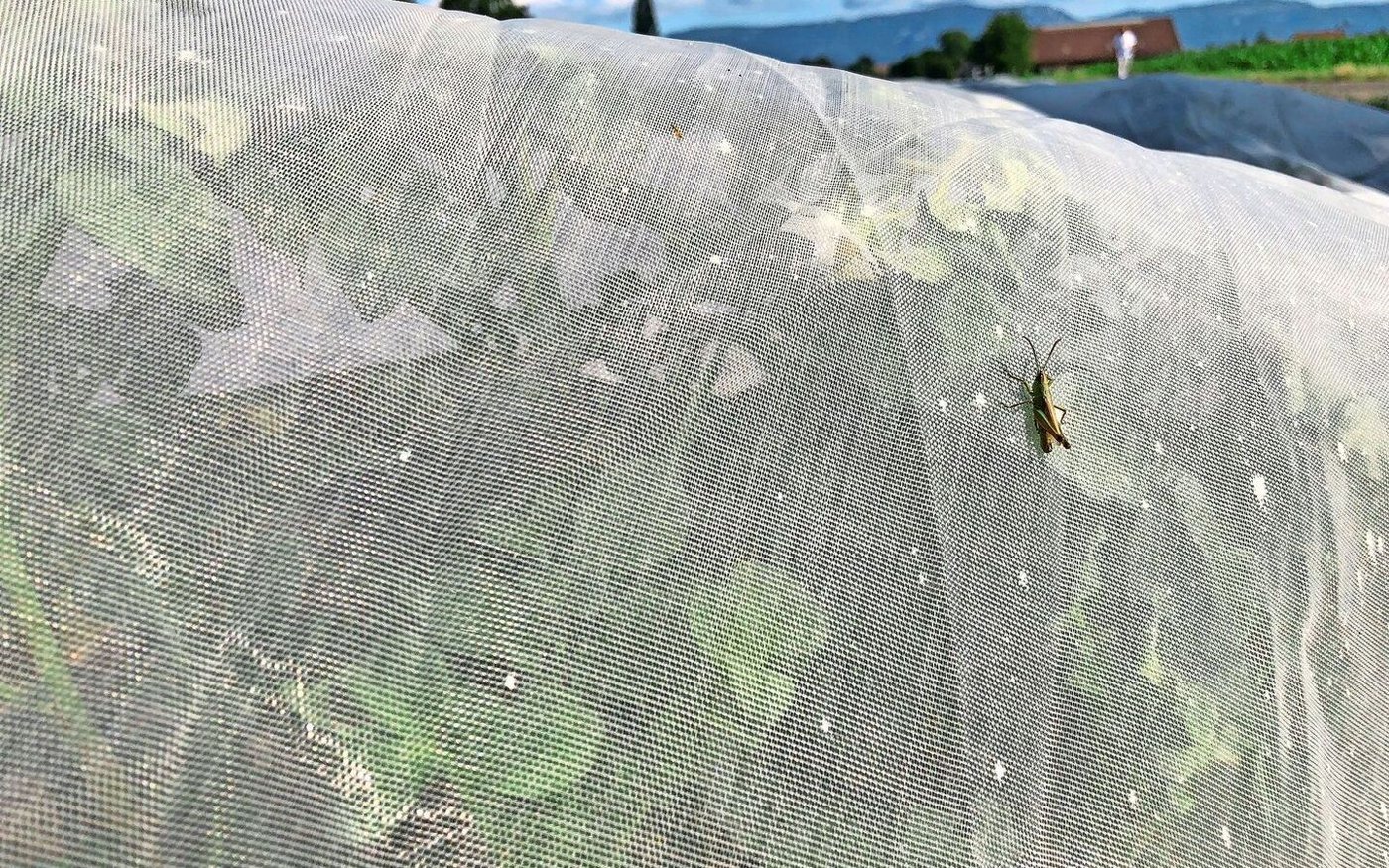 Zum Schutz vor Blattläusen werden Pflanzkartoffeln unter Netzen angebaut. Die Produktion ist aufwändig, die Erträge sinkend.