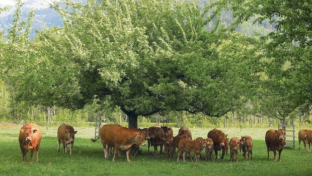 Zufütterung von Heu zur Weide ist immer gut und im Frühling gar notwendig. Strukturreiches Heu senkt die Passagerate und regt zum Wiederkäuen an.