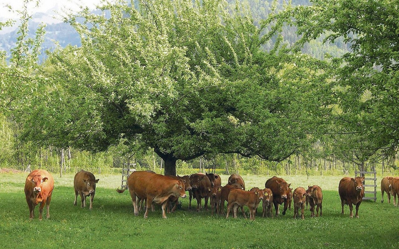 Zufütterung von Heu zur Weide ist immer gut und im Frühling gar notwendig. Strukturreiches Heu senkt die Passagerate und regt zum Wiederkäuen an.