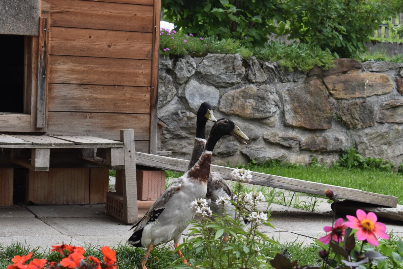 ... gab es auch noch zwei andere zweibeinige Gäste.